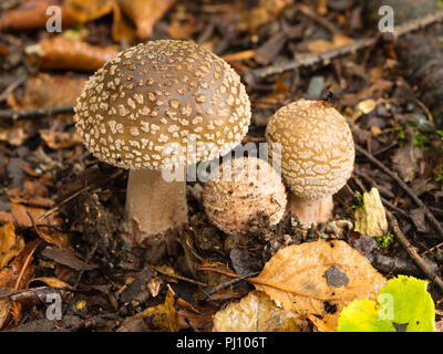 Frisch aufgetaucht Fruchtkörper der Blusher Pilz, Amanita rubescens, unter Birke blatt Wurf Stockfoto