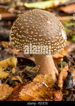 Frisch aufgetaucht Fruchtkörper der Blusher Pilz, Amanita rubescens, unter Birke blatt Wurf Stockfoto