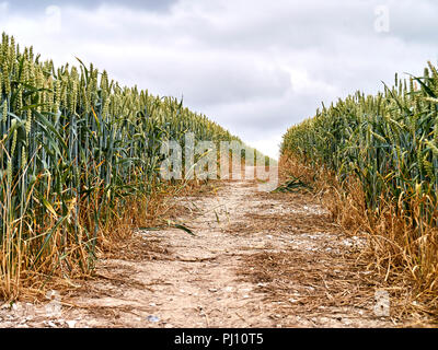 Englische Landschaft Stockfoto