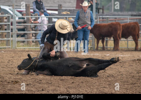 Ranch Hand konkurrieren in der mock branding Konkurrenz während der Ranch Rodeo an der Bar U Ranch National Historic Site von Kanada, Parks Kanada, Longvi Stockfoto