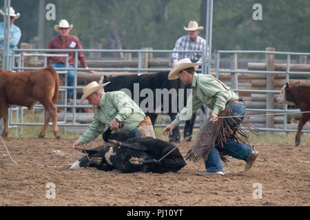 Ranch Hand konkurrieren in der mock branding Konkurrenz während der Ranch Rodeo an der Bar U Ranch National Historic Site von Kanada, Parks Kanada, Longvi Stockfoto