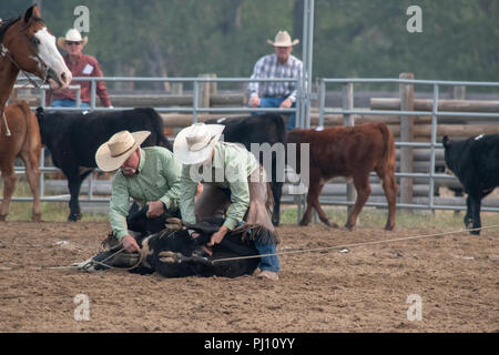 Ranch Hand konkurrieren in der mock branding Konkurrenz während der Ranch Rodeo an der Bar U Ranch National Historic Site von Kanada, Parks Kanada, Longvi Stockfoto