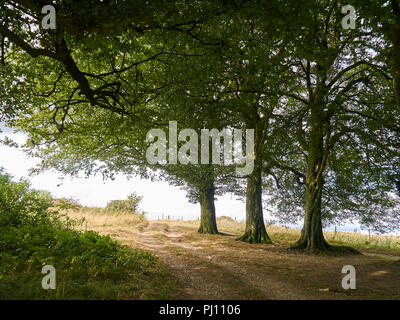 Drei Bäume auf einem Bergrücken in englischer Landschaft Stockfoto