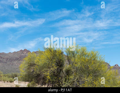 Gelbe Blüte Bush in der Sonoran Wüste mit Bergen im Hintergrund unter blauen Himmel mit weißen Wolken. Stockfoto