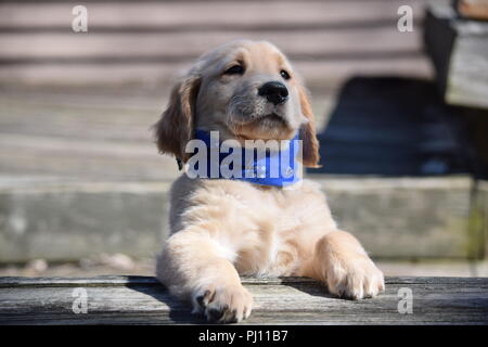 Winston-Welpen-Bilder Stockfoto