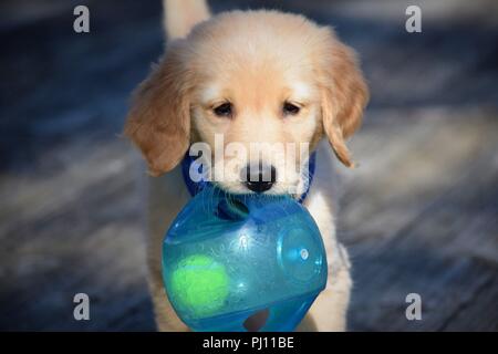 Winston-Welpen-Bilder Stockfoto