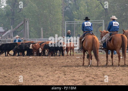 Ranch Hand konkurrieren in der mock branding Konkurrenz während der Ranch Rodeo an der Bar U Ranch National Historic Site von Kanada, Parks Kanada, Longvi Stockfoto