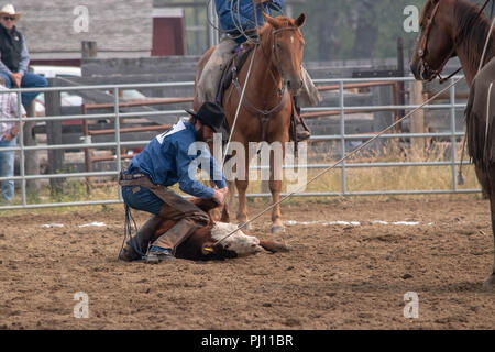 Ranch Hand konkurrieren in der mock branding Konkurrenz während der Ranch Rodeo an der Bar U Ranch National Historic Site von Kanada, Parks Kanada, Longvi Stockfoto