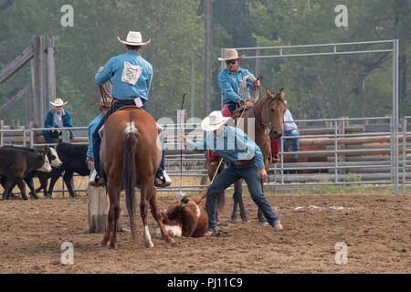 Ranch Hand konkurrieren in der mock branding Konkurrenz während der Ranch Rodeo an der Bar U Ranch National Historic Site von Kanada, Parks Kanada, Longvi Stockfoto