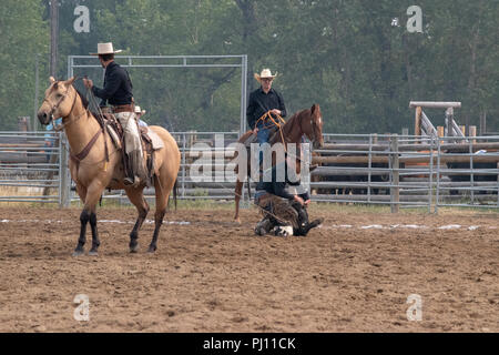 Ranch Hand konkurrieren in der mock branding Konkurrenz während der Ranch Rodeo an der Bar U Ranch National Historic Site von Kanada, Parks Kanada, Longvi Stockfoto