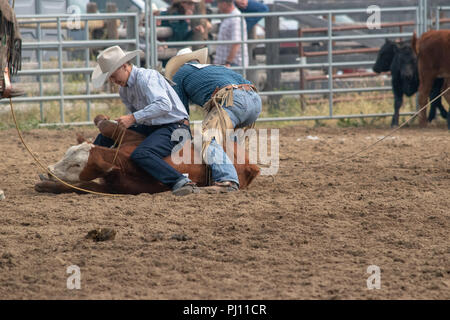 Ranch Hand konkurrieren in der mock branding Konkurrenz während der Ranch Rodeo an der Bar U Ranch National Historic Site von Kanada, Parks Kanada, Longvi Stockfoto