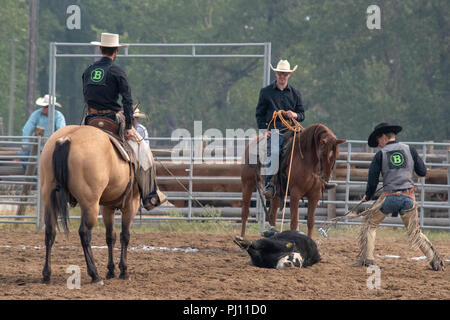 Ranch Hand konkurrieren in der mock branding Konkurrenz während der Ranch Rodeo an der Bar U Ranch National Historic Site von Kanada, Parks Kanada, Longvi Stockfoto