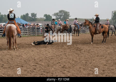 Ranch Hand konkurrieren in der mock branding Konkurrenz während der Ranch Rodeo an der Bar U Ranch National Historic Site von Kanada, Parks Kanada, Longvi Stockfoto