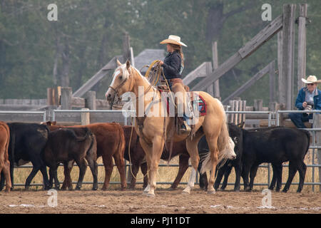 Ranch Hand konkurrieren in der mock branding Konkurrenz während der Ranch Rodeo an der Bar U Ranch National Historic Site von Kanada, Parks Kanada, Longvi Stockfoto