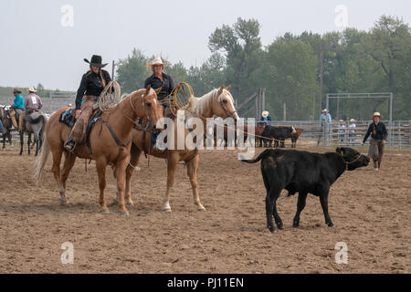 Ranch Hand konkurrieren in der mock branding Konkurrenz während der Ranch Rodeo an der Bar U Ranch National Historic Site von Kanada, Parks Kanada, Longvi Stockfoto