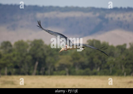 Marabou Storch Leptoptilos crumeniferus Stockfoto