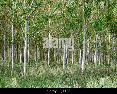 Plantage von jungen Bäumen in der englischen Landschaft Stockfoto