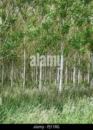 Plantage von jungen Bäumen in der englischen Landschaft Stockfoto