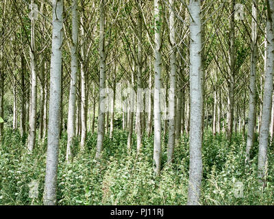 Plantage von jungen Bäumen in der englischen Landschaft Stockfoto