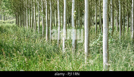 Plantage von jungen Bäumen in der englischen Landschaft Stockfoto