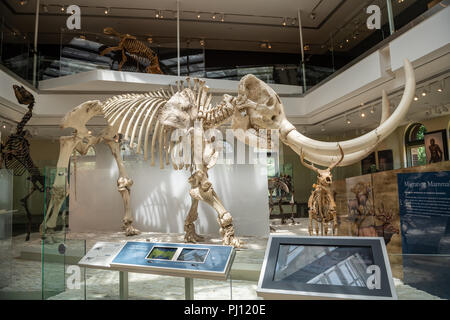 Das Natural History Museum von Los Angeles County ist der grösste natürliche und historische Museum in den westlichen Vereinigten Staaten. Ihre Sammlungen umfassen ne Stockfoto