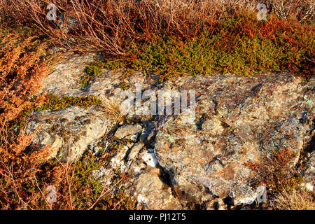 Bei Interesse an der St. Anthony Bight an der nördlichen Spitze von Neufundland, Kanada. Stockfoto