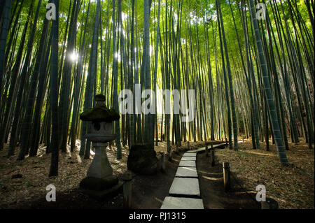 Foto zeigt die Bamboo Grove auf dem Gelände des Hokoku-ji-Tempel in Kamakura, Japan am 25. Jan. 2012. Mehrere Regionen in der gesamten japanischen Archipelag Stockfoto