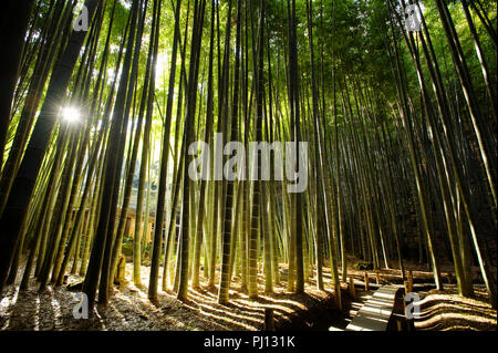 Foto zeigt die Bamboo Grove auf dem Gelände des Hokoku-ji-Tempel in Kamakura, Japan am 25. Jan. 2012. Mehrere Regionen in der gesamten japanischen Archipelag Stockfoto