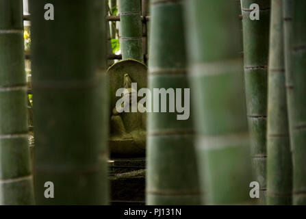 Foto zeigt die Bamboo Grove auf dem Gelände des Hokoku-ji-Tempel in Kamakura, Japan am 25. Jan. 2012. Mehrere Regionen in der gesamten japanischen Archipelag Stockfoto