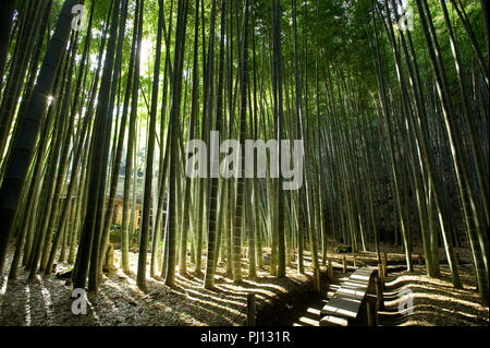 Foto zeigt die Bamboo Grove auf dem Gelände des Hokoku-ji-Tempel in Kamakura, Japan am 25. Jan. 2012. Mehrere Regionen in der gesamten japanischen Archipelag Stockfoto