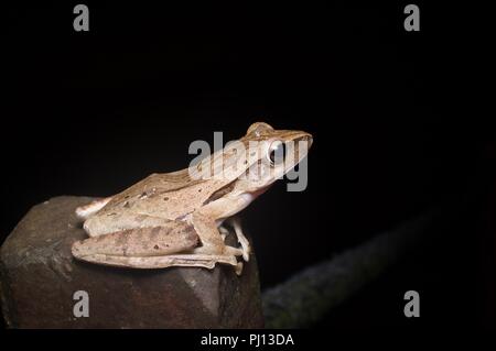 Vier - gesäumt von Laubfrosch (Polypedates leucomystax) auf einem Felsen im Regenwald der Kubah Nationalpark, Sarawak, Malaysia, Borneo gehockt Stockfoto