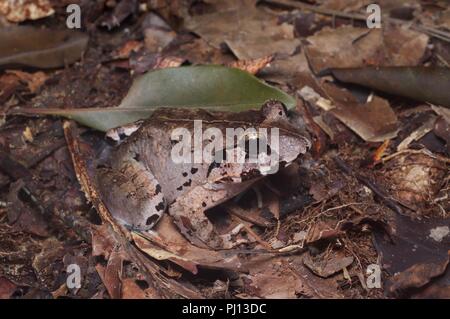 Eine größere Sumpf Frosch (Limnonectes malesianus) auf dem Waldboden in Kubah Nationalpark, Sarawak, Malaysia, Borneo