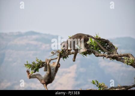 Familie der Affe Rhesus Makaken, Rhesusaffen Stockfoto