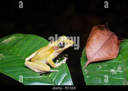 Ein Jade-backed Stream Frosch (Hylarana raniceps) auf ein Blatt in der Nacht in Kubah Nationalpark, Sarawak, Malaysia, Borneo Stockfoto