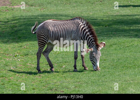 Die Grevy Zebra Fütterung (Equus grevyi) Stockfoto