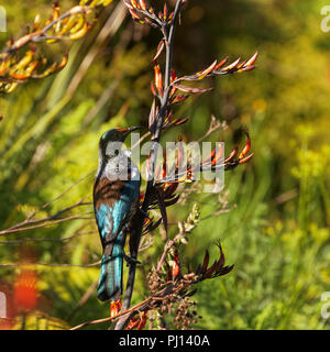 Tui, endemische Säugetierart aus Neuseeland Stockfoto