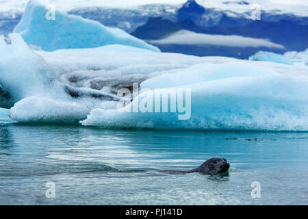 Dichtung in die Lagune Jökulsárlón, Island Stockfoto