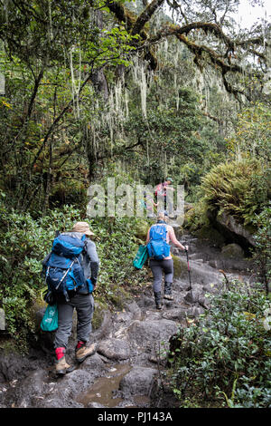 Rocky Trail im Wald auf dem Weg zur Soi Thangthangkha, Paro, Snowman Trek, Bhutan Stockfoto