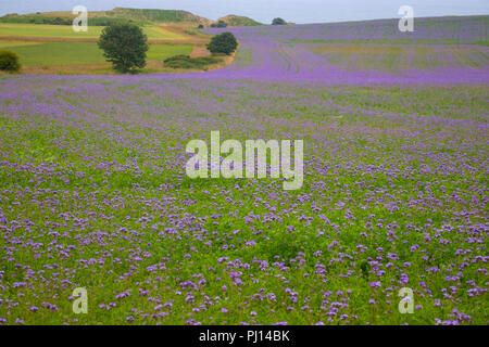 Ein buntes Feld von Phacelia tanacetifolia gemeinsamen Namen Lacy Phacelia, blau oder violett tansy Rainfarn, in der Nähe der Alnmouth UK Stockfoto