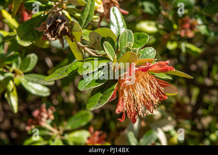 Diplolaena grandiflora, Wild Rose Stockfoto
