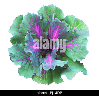 Zierpflanzen kale in grün und lila Farben auf weißem isoliert. Dekorative Kohl. Brassica oleracea var. acephala. Stockfoto