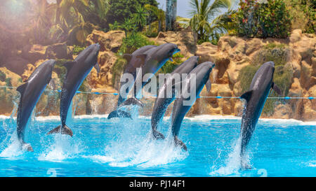 Gruppe von springenden Delphinen während der Show im Zoo. Stockfoto