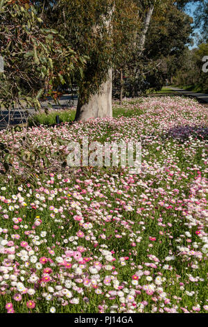 Everlastings in King's Park, Perth, WA, Australien Stockfoto