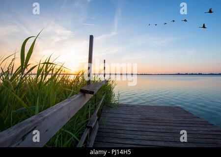 Holzsteg und fliegende Schwäne bei Sonnenaufgang am Powidzkie See in Polen. Stockfoto