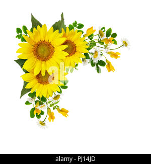 Sonnenblumen, Gänseblümchen und akazienblüten in einer Ecke arramgement auf weißem Hintergrund. Flach. Ansicht von oben. Stockfoto