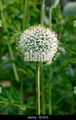 Ein helles echinops Blume (russische Kugel Thistle oder globethistle), der kugeligen Blüten weiß oder hellblau Scheibenblüten, vertikale Komposition, selec Stockfoto