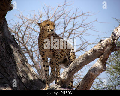 Ein Gepard schaut über den Zusammenfluss Grasland des Ruaha aus der Sicht der einen großen Baum. Stockfoto