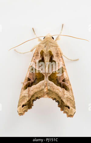 Ein Winkel, Phlogophora meticulosa Schattierungen Motte, fotografiert auf einem weißen Hintergrund. North Dorset England UK GB. Stockfoto