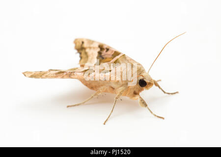 Ein Winkel, Phlogophora meticulosa Schattierungen Motte, fotografiert auf einem weißen Hintergrund. North Dorset England UK GB. Stockfoto