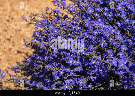 Dampiera lavandulacea, Lavendel Dampiera Stockfoto